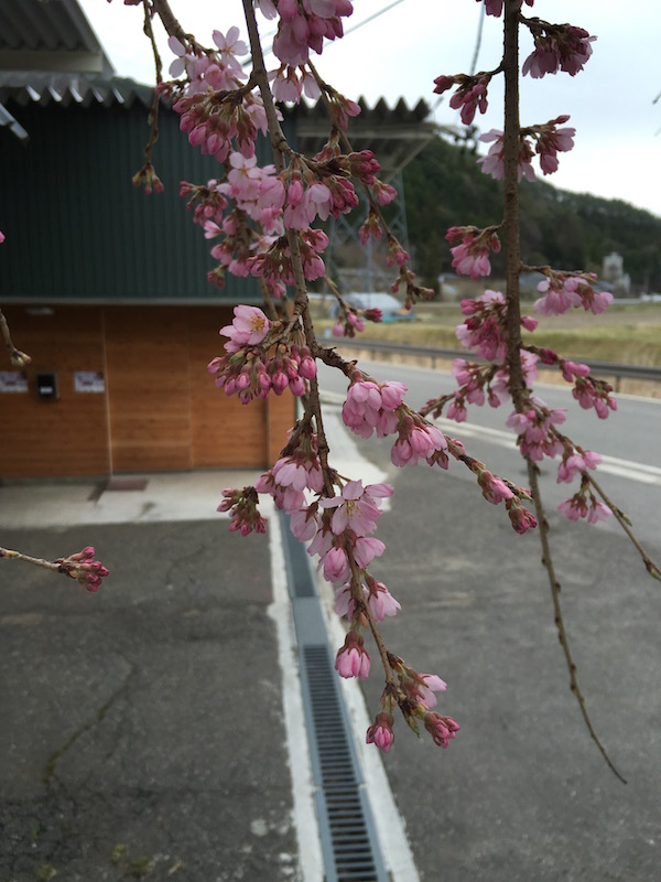 新野の桜開花宣言！